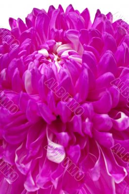 detailed shot of pink flower