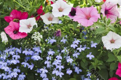 group of flowers