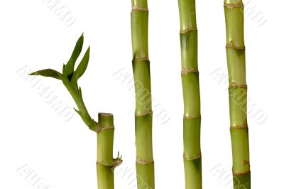 green spa bamboo