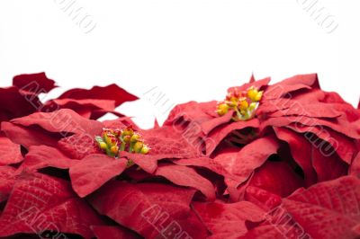  red poinsettia flowers on white