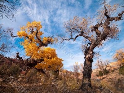 leaves turning yellow