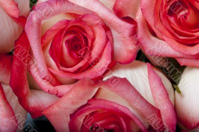 Close Up Pink Rose Bunch