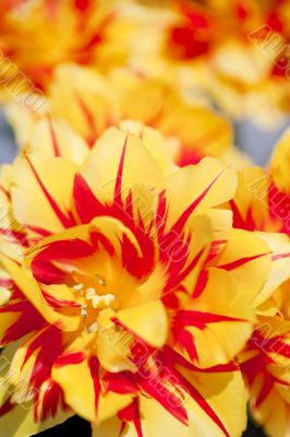 Foreground Yellow and Red Tulip