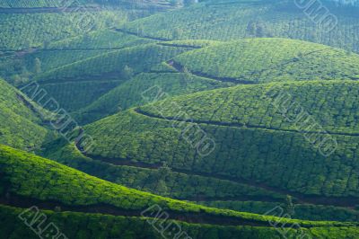 kodanad tea fields kodanad tea fields
