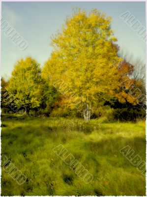 colorful trees