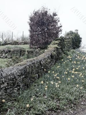 Daffodils and Stone Wall