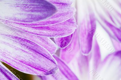 cropped image of flower petals