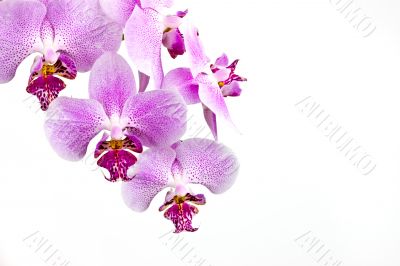 Classic diagonal orchid arrangement