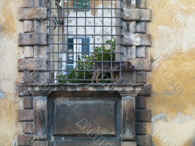 dog standing at an old window grill