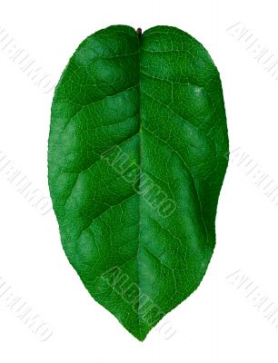 healthy  green leaf
