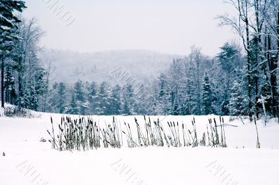 cat tails in snow