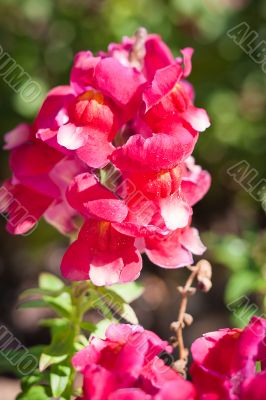 blooming snapdragon