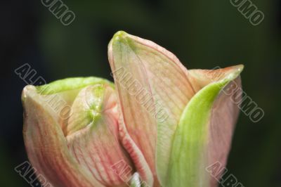 blooming flowers blooming flowers