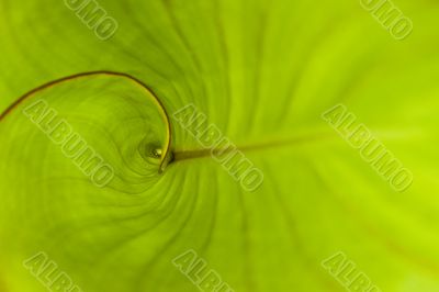 Close up Green Tropical Plant