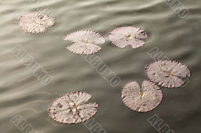 lily pad on water