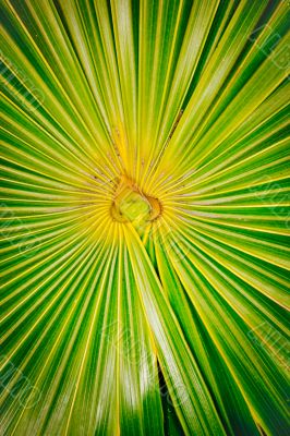 bright center fern