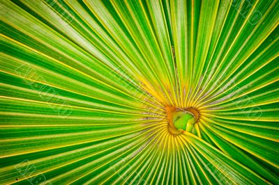 angled fern focal point