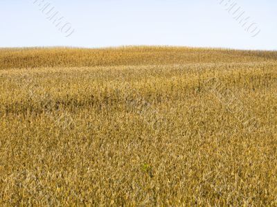 grain field and sky