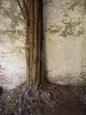 ancient tree and wall ancient tree and wall