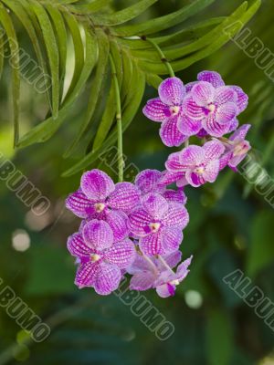 Light Pink Speckled Flowers