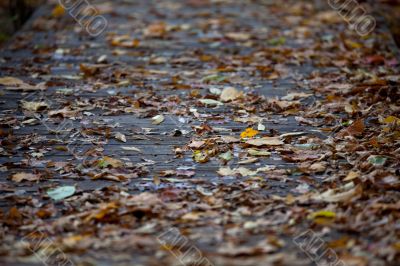 image of autumn leaves