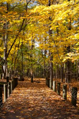 walkway and autumn trees