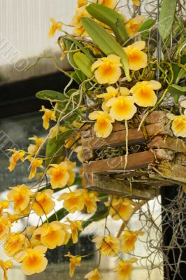 yellow orchid flowers