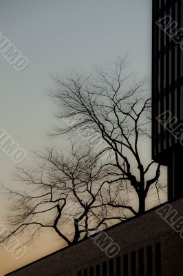 view of silhouette of trees and building against clear sky