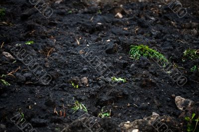 full frame of soil