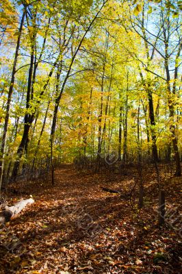 autumn trees