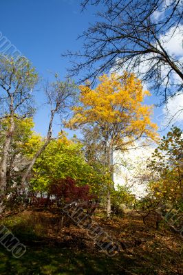 autumn trees