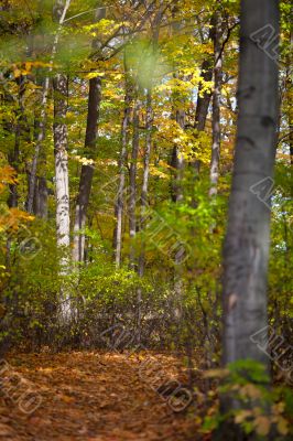 forest with autumn trees