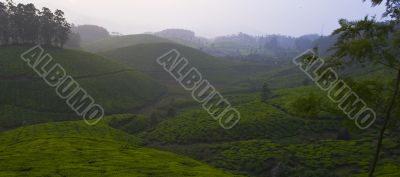 rolling tea fields with sunset
