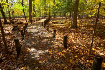 pedestrian walkway and autumn trees