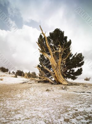 bristlecone forrest