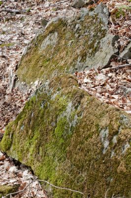 moss covered rock