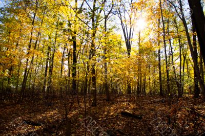 forest with autumn trees