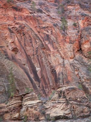 trees on rocks