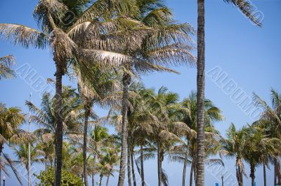 coconut palms