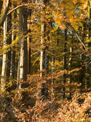 view of tree trunks in forest