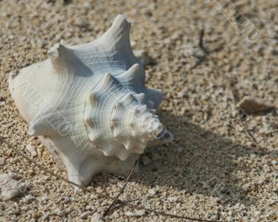 conch shell on beach
