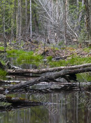 forest and pond in ontario