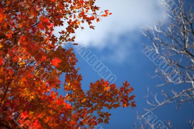 shot of maple leaves