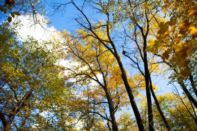 low angle view of autumn trees