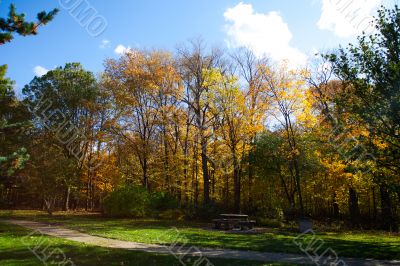 autumn trees in park