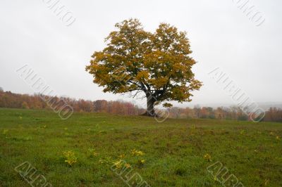 tree in green field