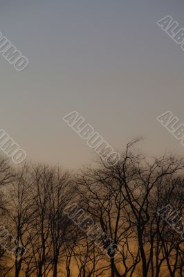 view of trees against clear sky