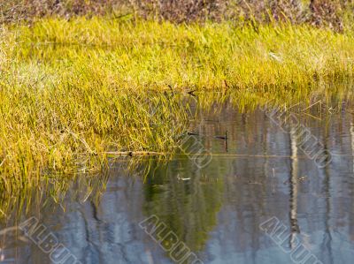 ontario swamp