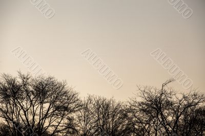 black and white image of trees