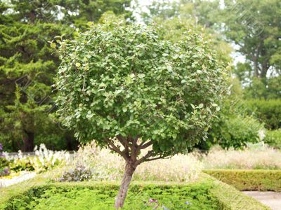 view of tree in garden